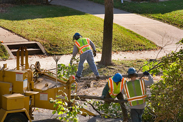 Reliable Coleman, TX  Tree Services Solutions